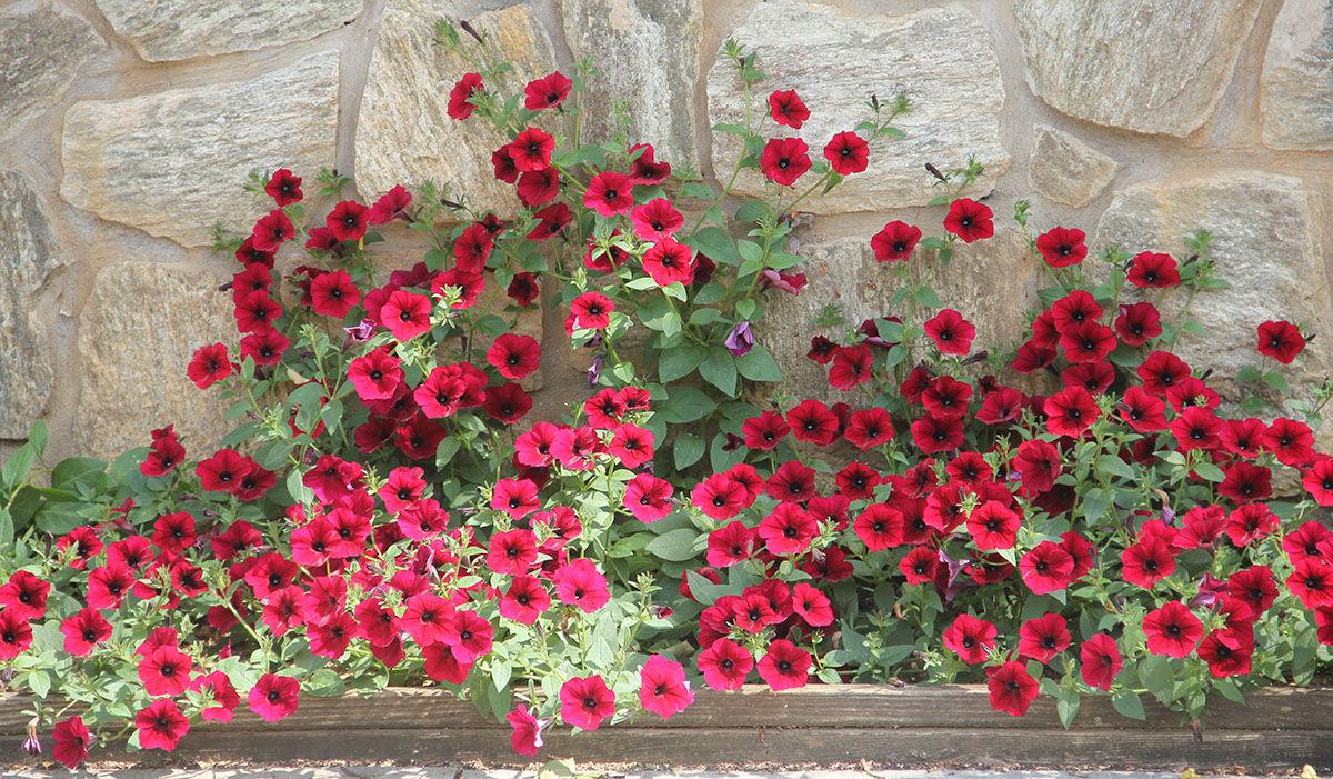 Wave petunias starting from seed Home And Garden