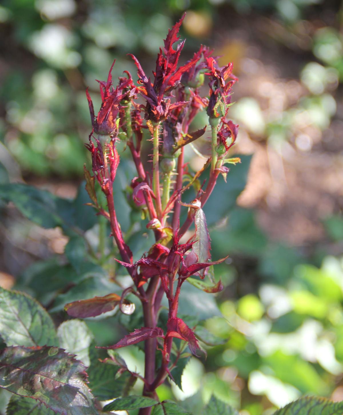 Don't mess around with rose rosette disease | Home And Garden