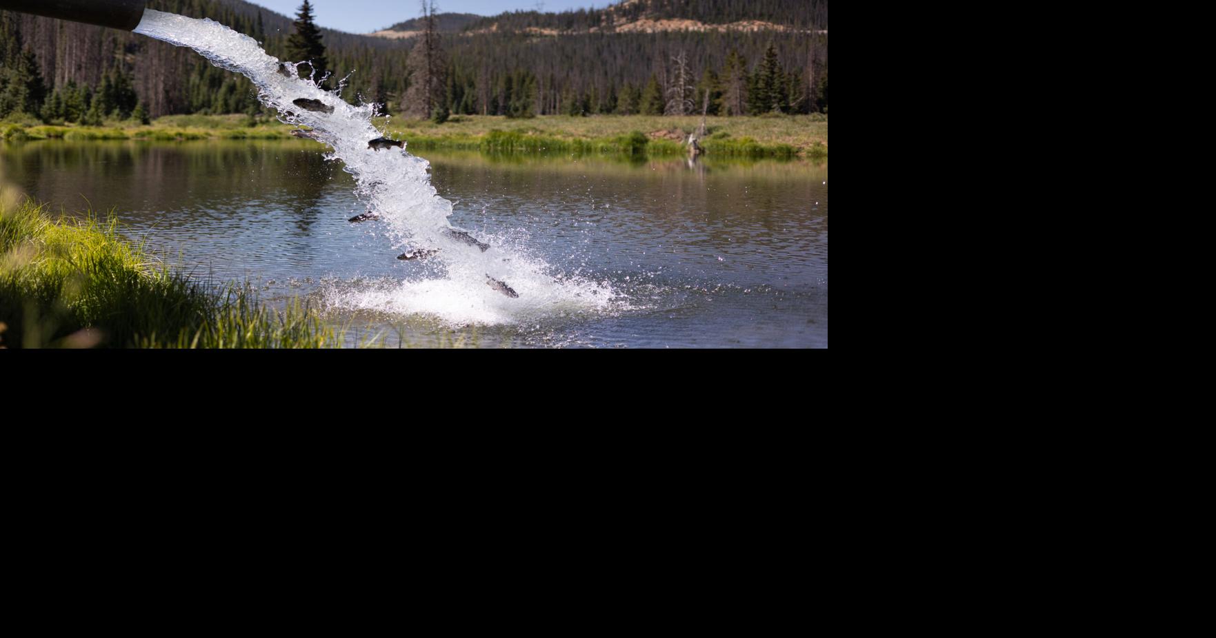 CPW releases 300 trout in Monarch Park ponds