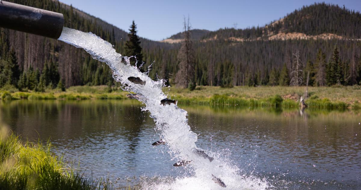 CPW releases 300 trout in Monarch Park ponds