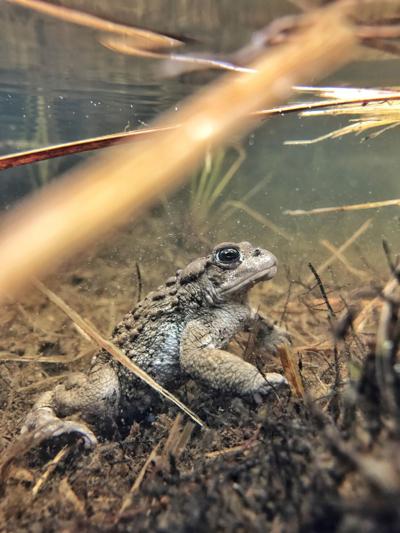 Boreal toad