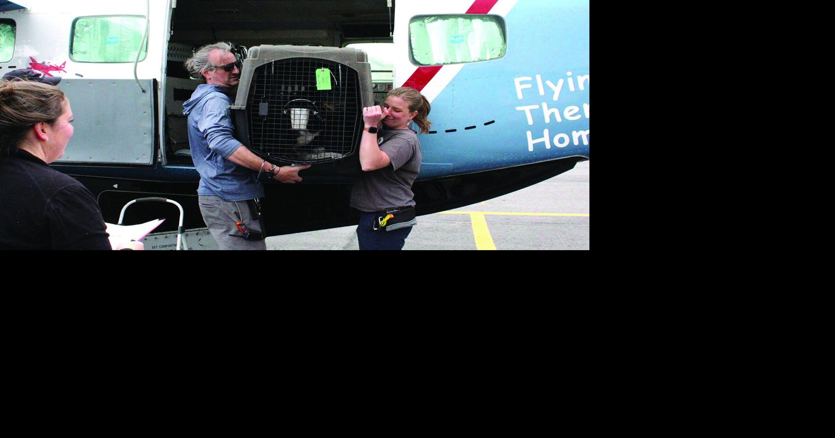 AVHS receives pet transfers by plane May 9 | Local News