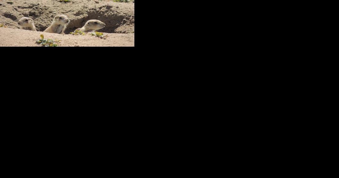 Wildlife survey indicates abundant prairie dogs - Vimarsana News