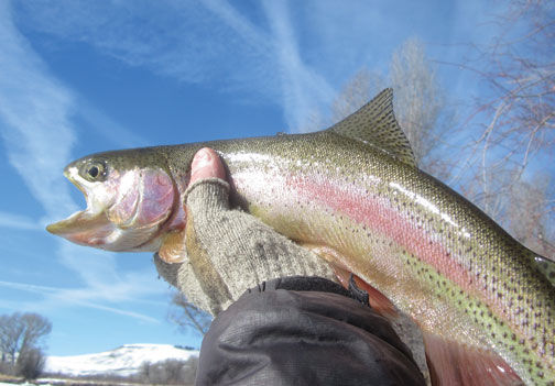 Rainbow trout population increase good news for anglers