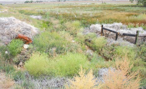 Tumbleweed Problem Revegetation efforts on Hill Ranch result in dust, tumbleweeds | Free ...