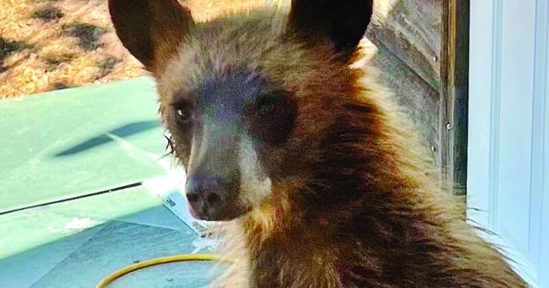 While CPW reports an above-average number of bear conflicts in 2025, locally conflicts are on par