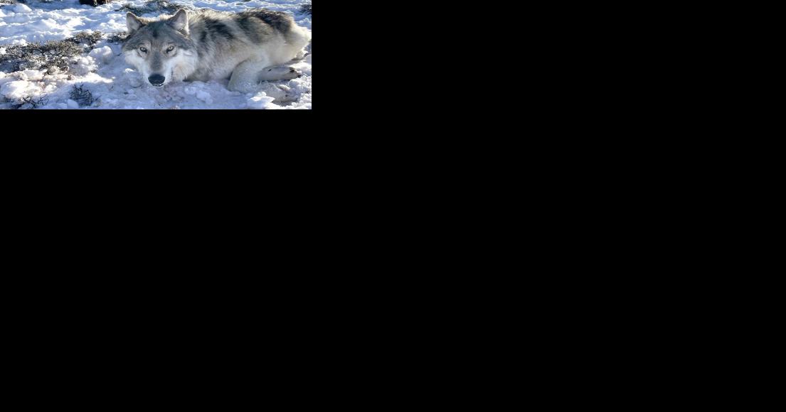 Colorado Parks and Wildlife locates, collars wolves - Vimarsana News