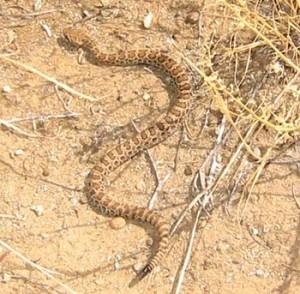 Rattlesnakes Awaken From Winter Hibernation Dens News