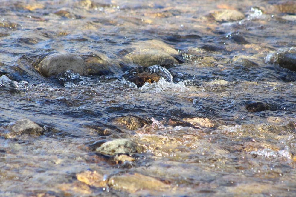 ‘We’re all in this together’: AHRA, AROA collaborate to prepare for low-water season