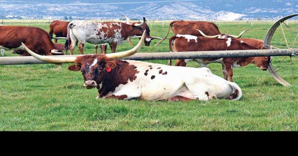 Longhorns graze at Jones Ranch | Free Content ...