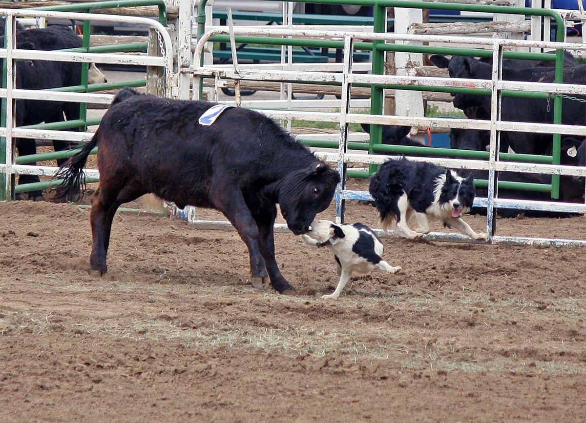 Stock dogs display skills
