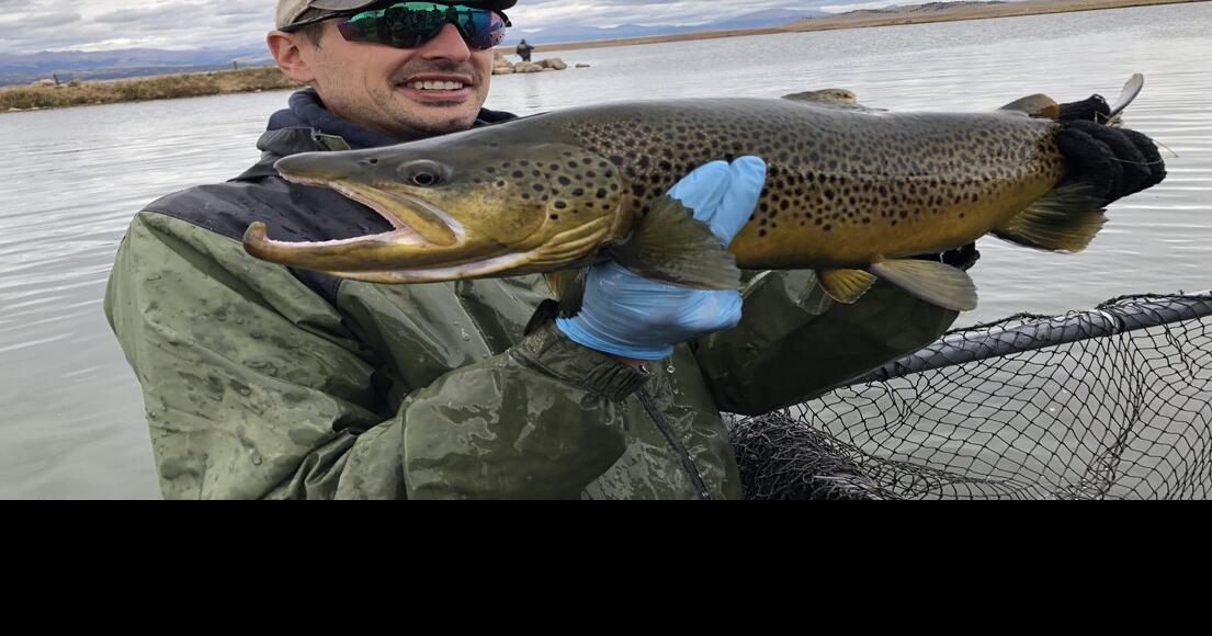 Colorado Parks and Wildlife conducts brown trout spawning ...