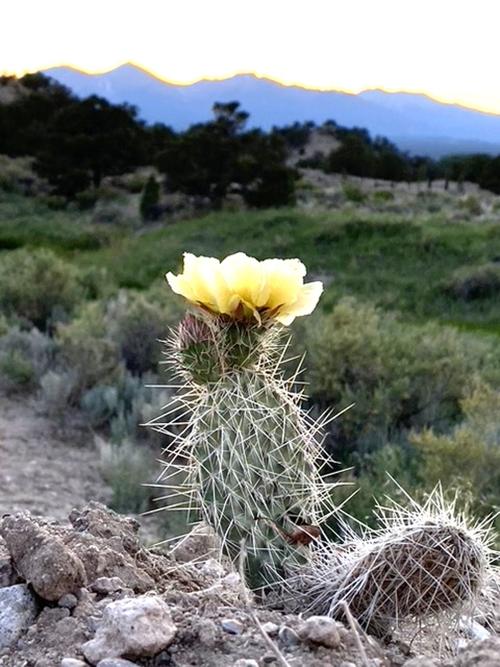 Cactus flower
