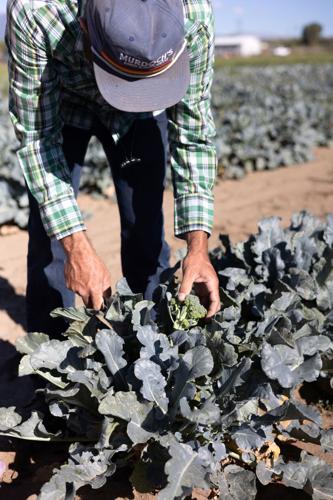 Colorado Farm to Table celebrates 30 years, new ED