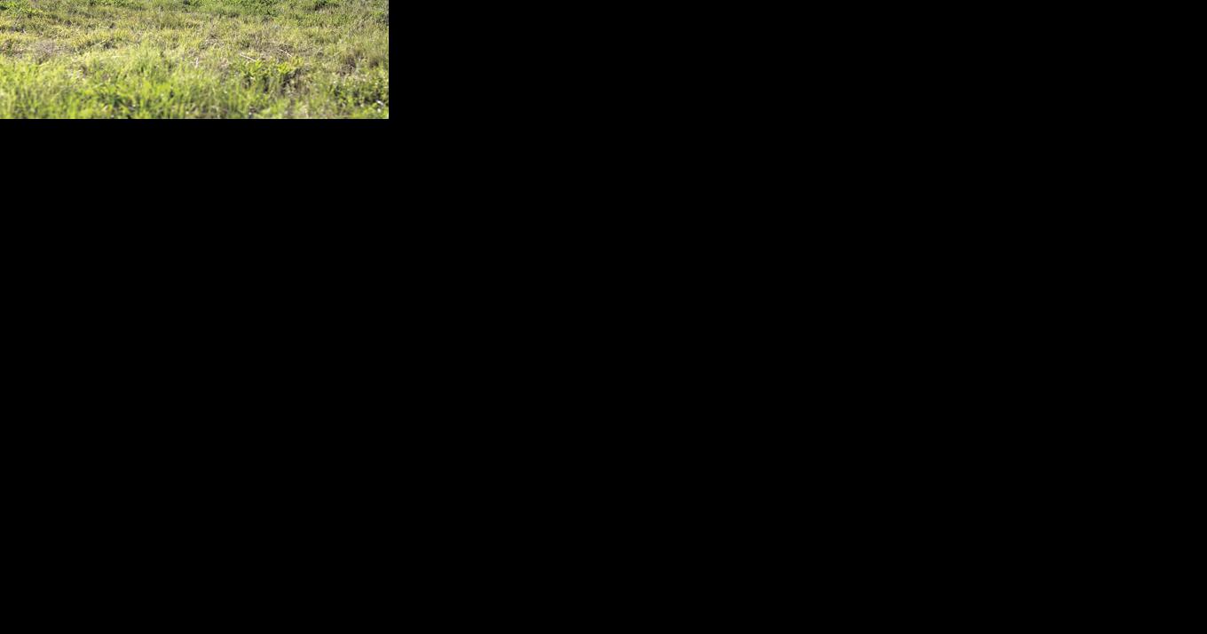 To turf or not to turf? - Vimarsana News