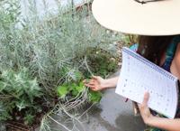 Medicinal herbs can be found locally | Local News | themountainmail.com