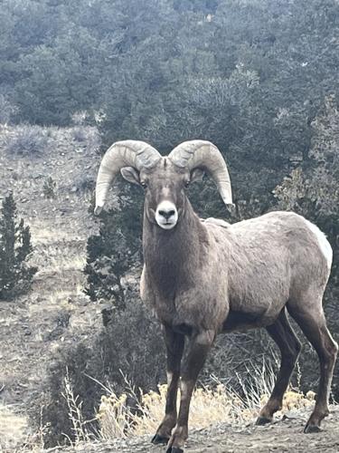 Up-close sighting of bighorn sheep