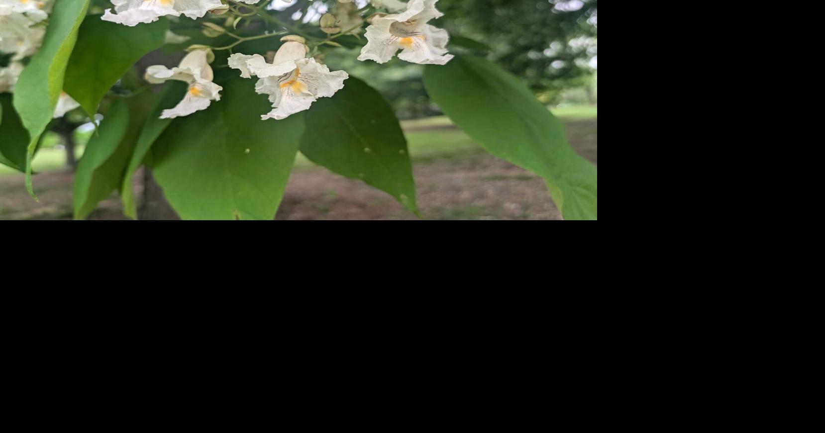 An Old Southern Favorite: Catalpa — Native ornamental tree shows off ...