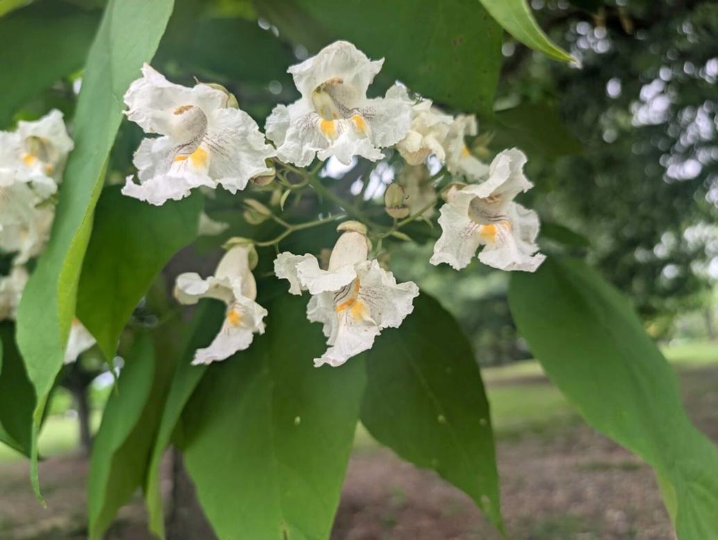 An Old Southern Favorite: Catalpa — Native ornamental tree shows off ...