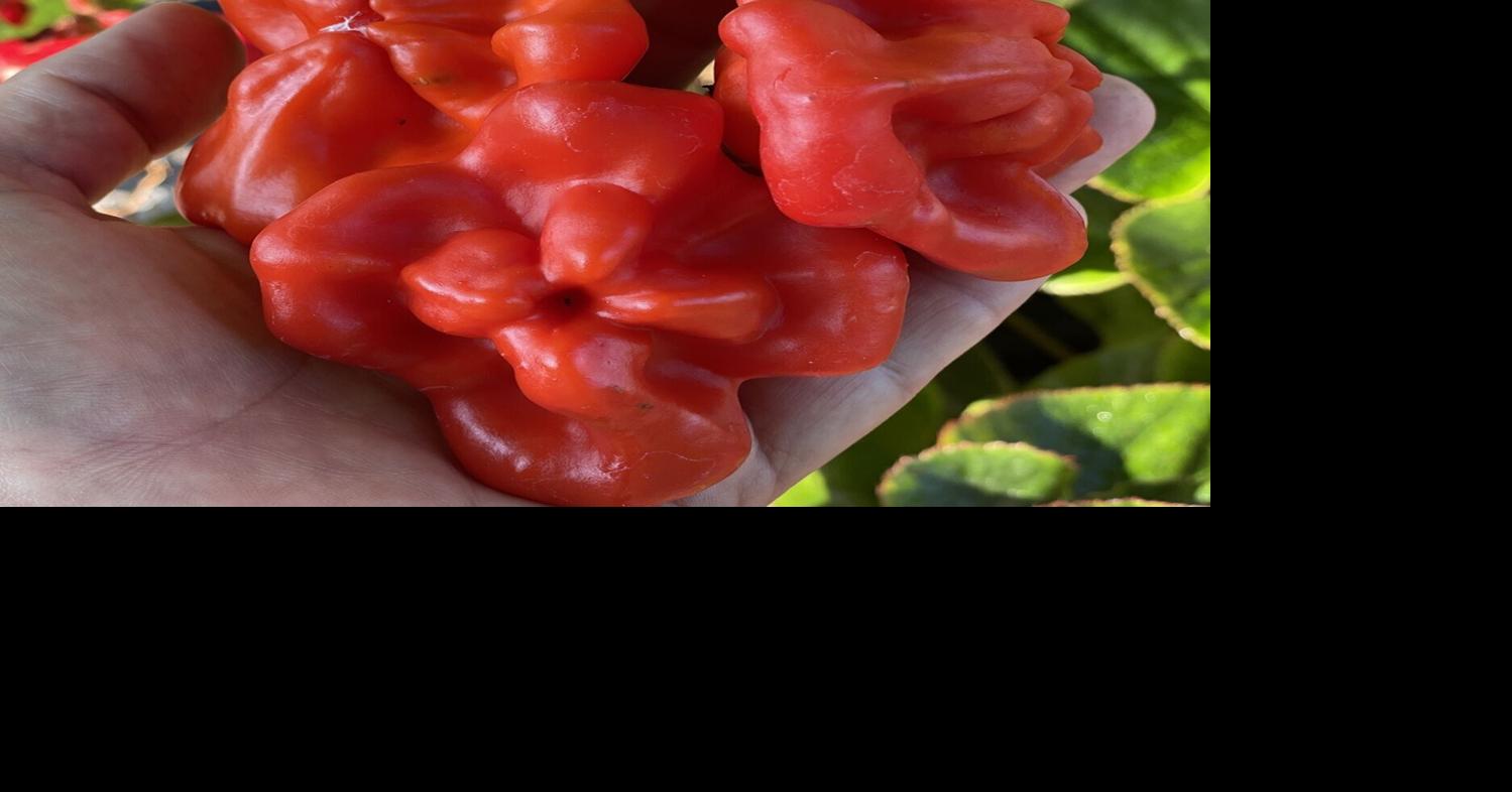 UT Gardens’ April Plant of the Month — Miniature Sweet Peppers: The ...