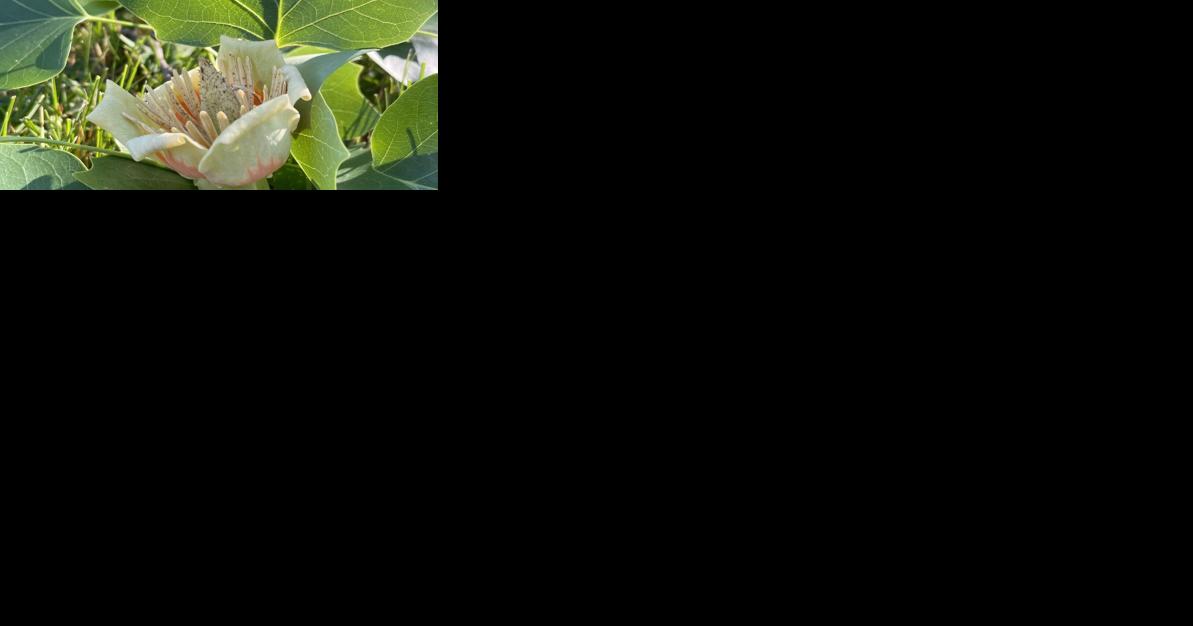 UT Gardens' February Plant of the Month:Tulip Poplar: A Tree for Almost Any Garden | Lifestyles Features - Vimarsana News