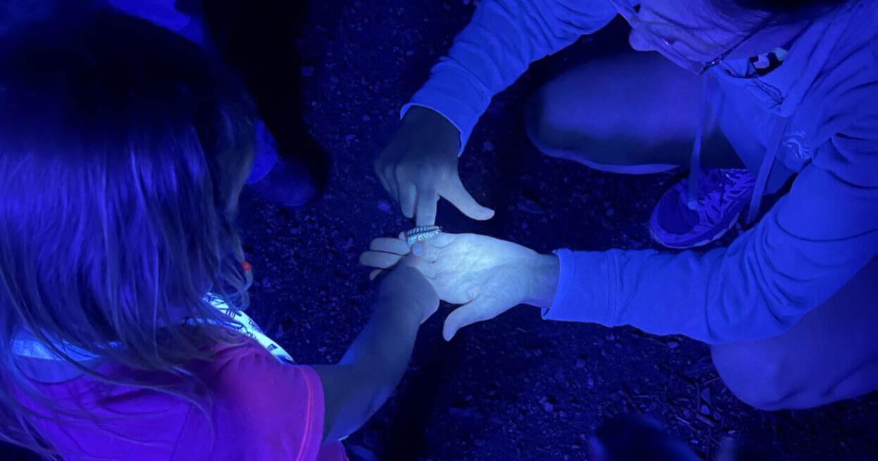 Discover Life in America partners with Save Our Smokies to host Bioblitz and cleanup - Vimarsana News