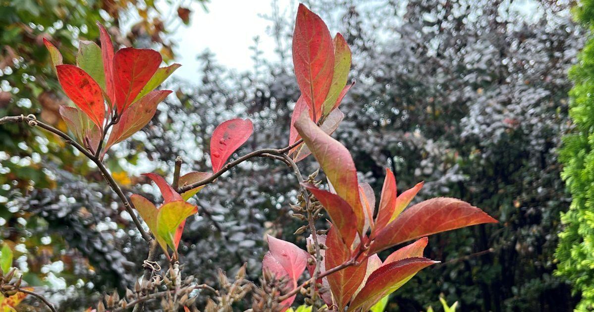 Virginia sweetspire impresses as a favorite native