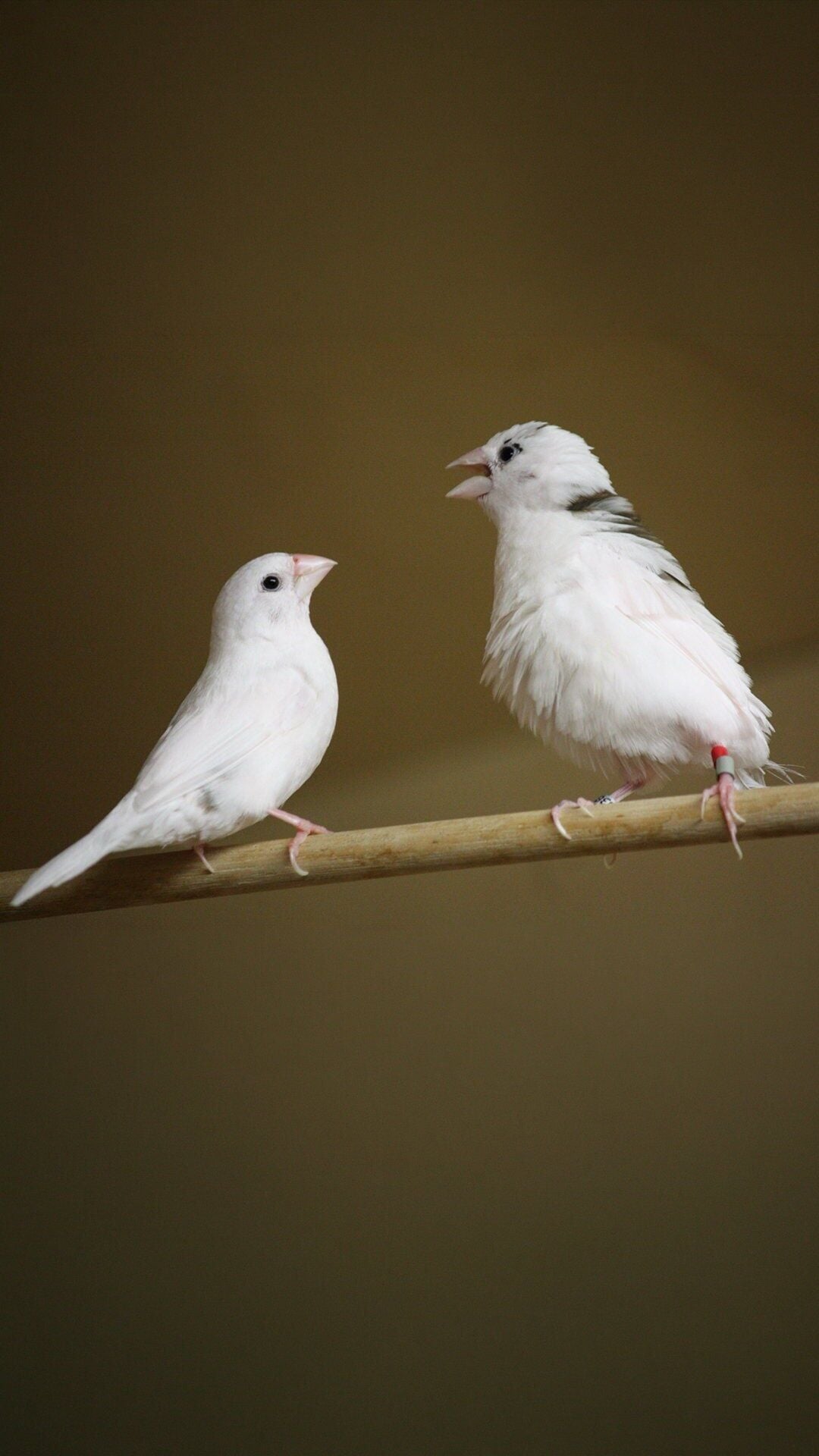 Science reveals birdsong shares hidden pattern with human language ...