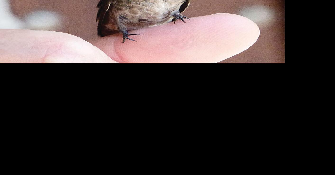 'Be Ready to Welcome Home our Hummingbirds' a Zoom presentation by UT ...