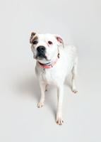 Darling Dolly needs a home