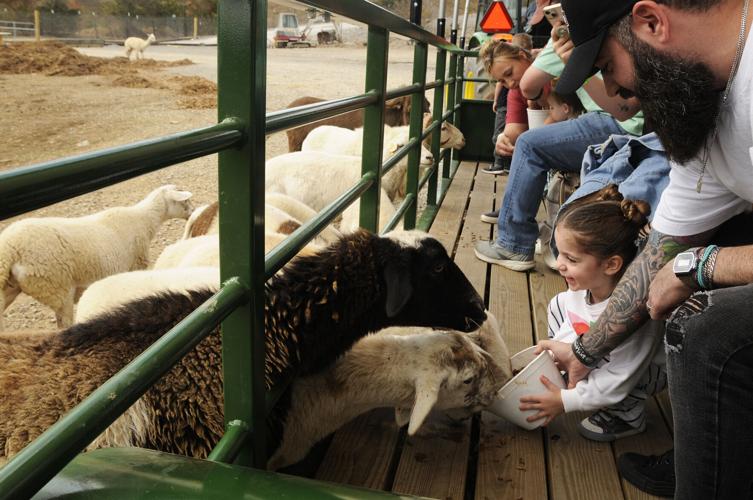 Skyland Ranch opens Festival of Lights | News | themountainpress.com