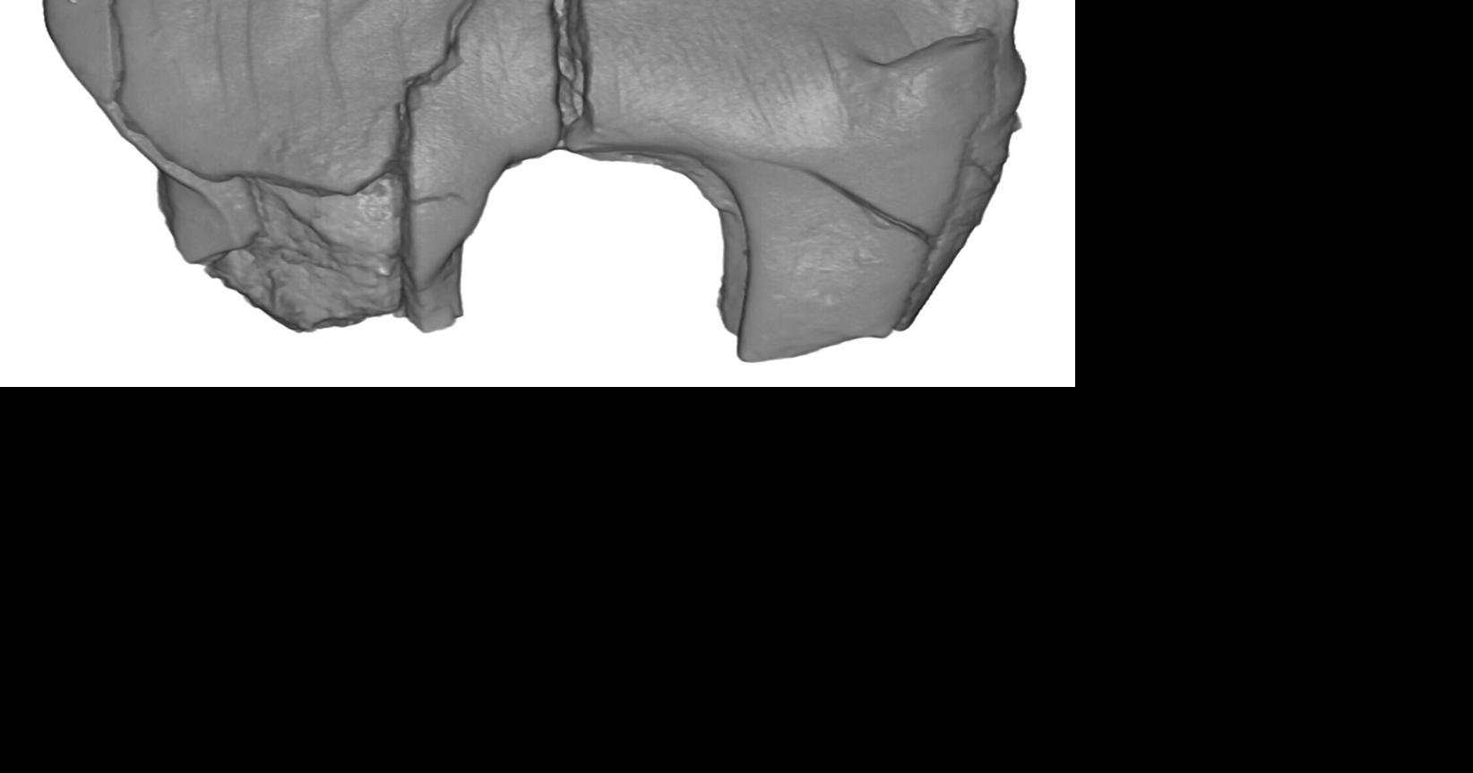 New species of ancient Arctic mammals discovered in Alaska