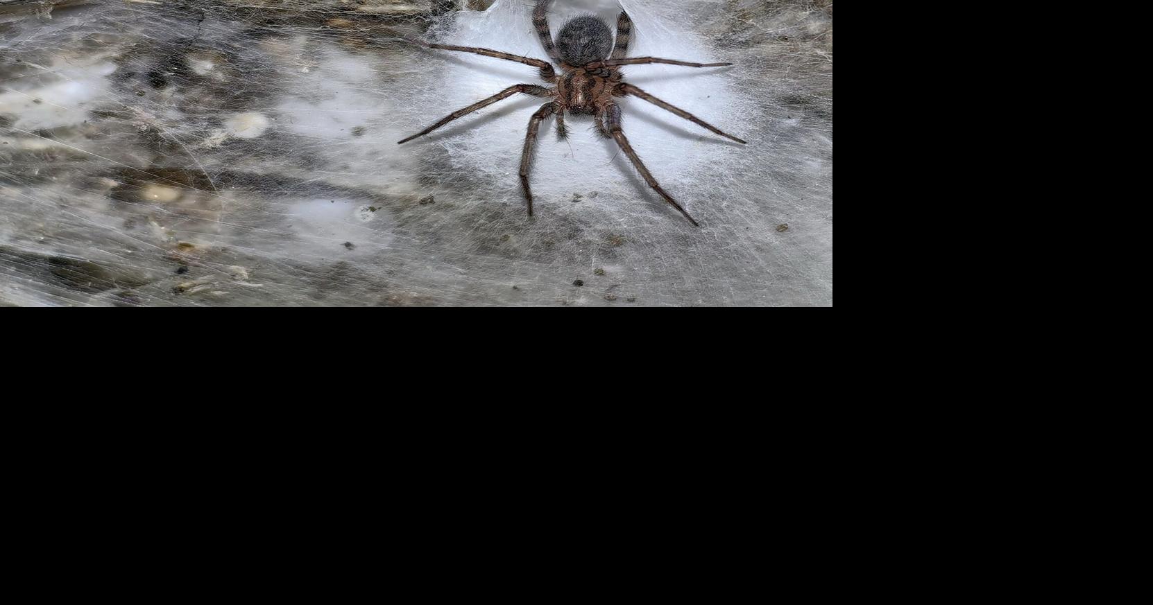 Scientists discover world’s largest spider web