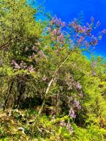 Paulownia: The Purple Roadside Tree