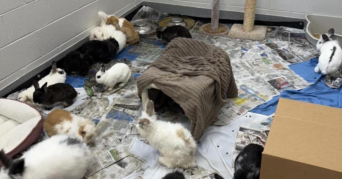 Animal Shelter takes in rabbits from hoarding case | News ...