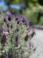 Lavender, the useful plant