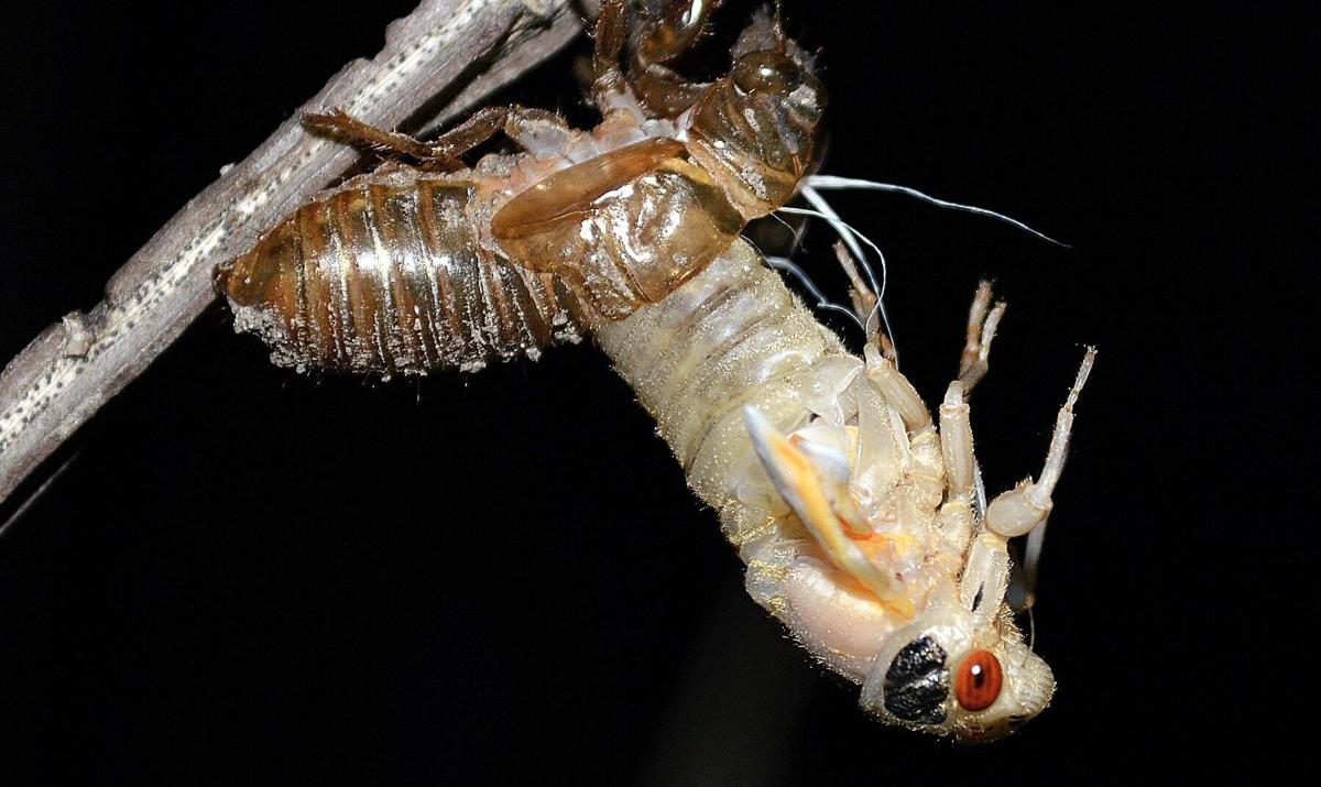 They’re coming! Periodical cicadas to emerge in Middle Tennessee in May