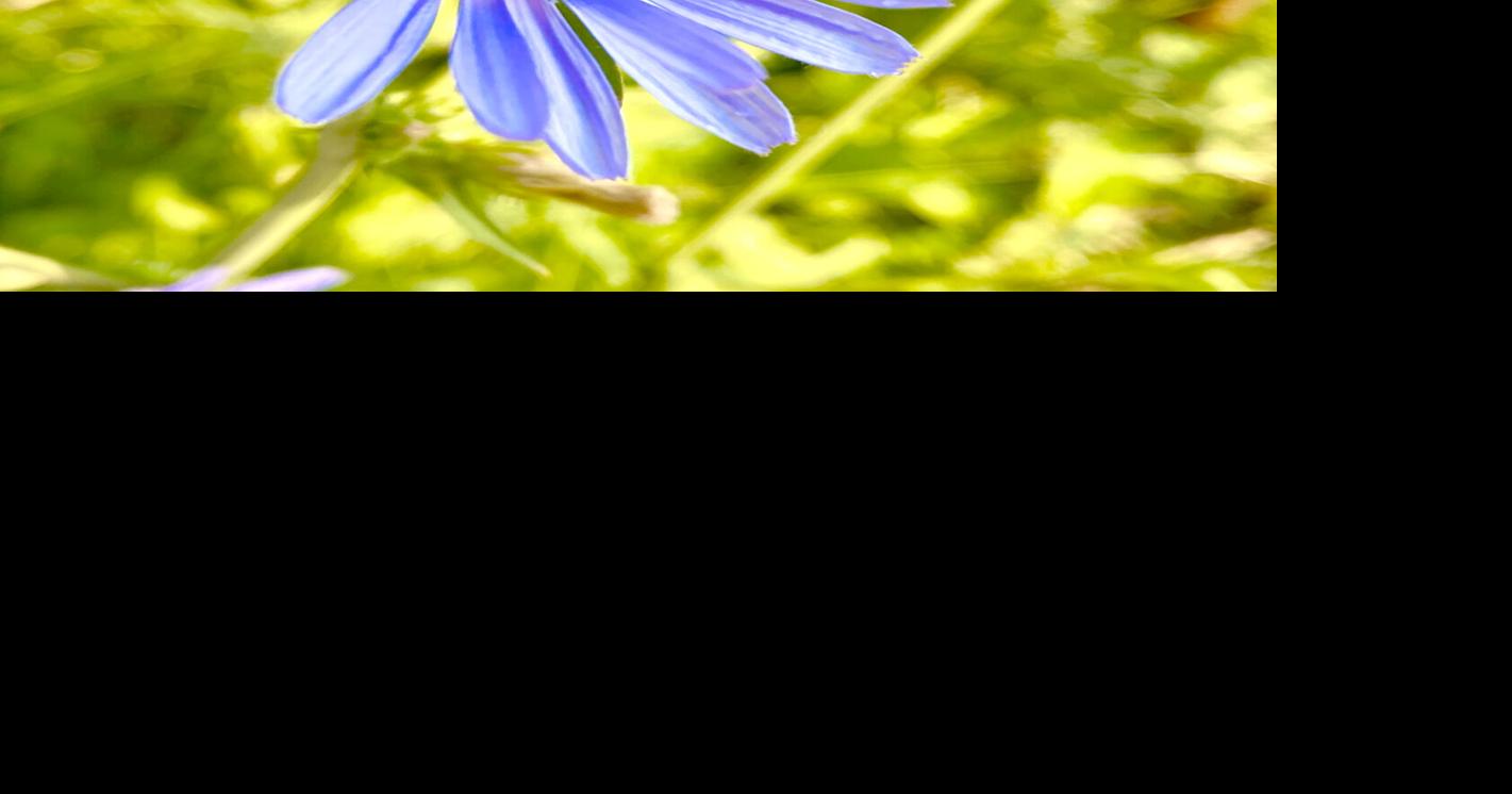 Mountain Coffee: Chicory