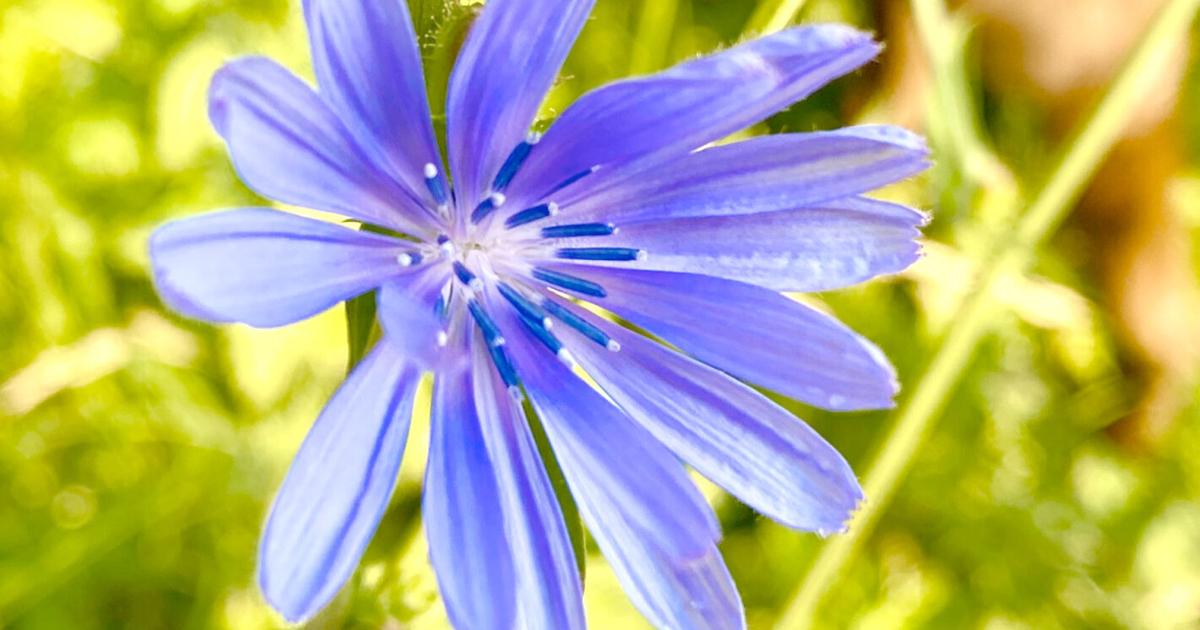 Mountain Coffee: Chicory
