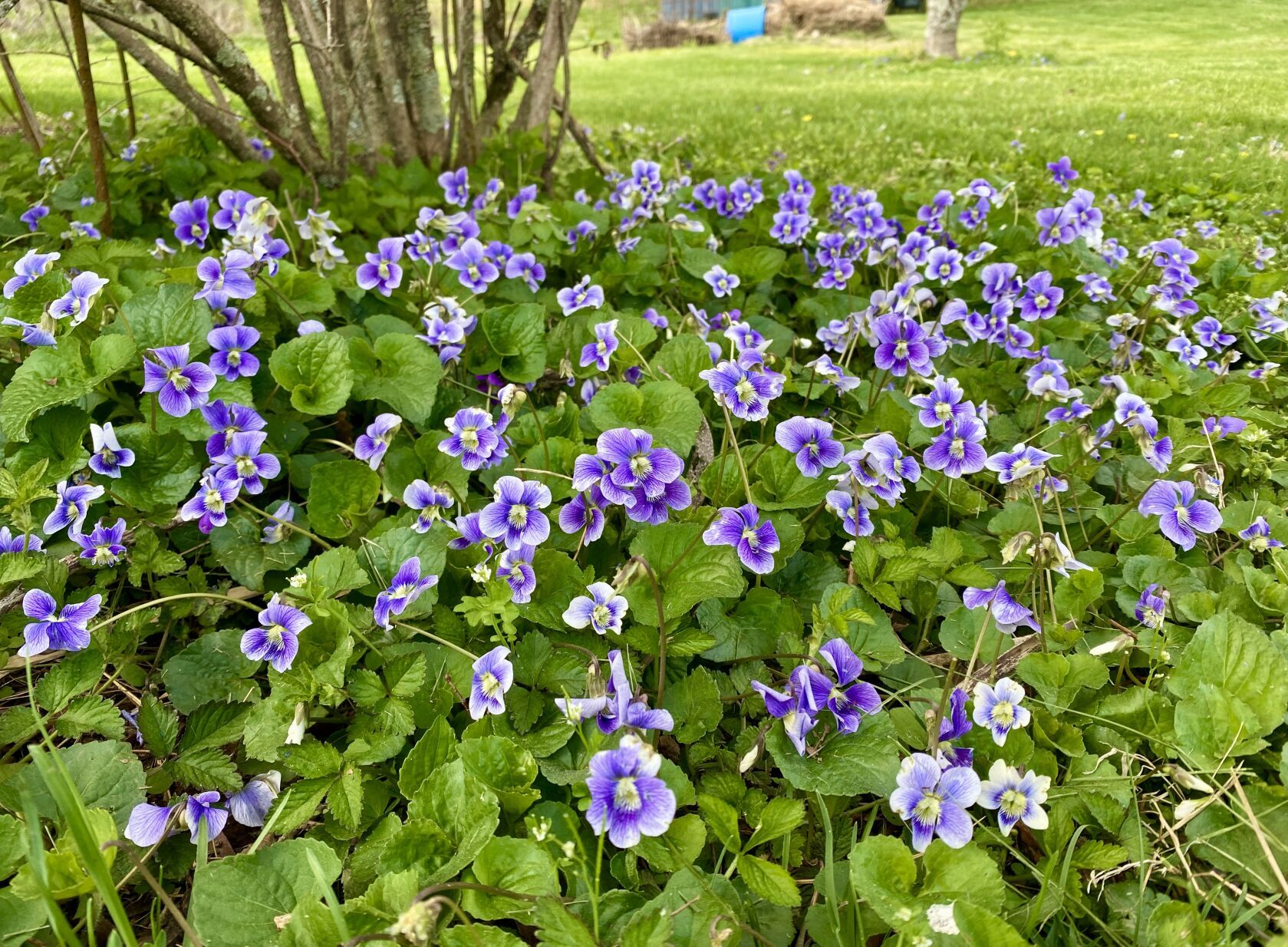 Spring violets | Opinion | themountainpress.com