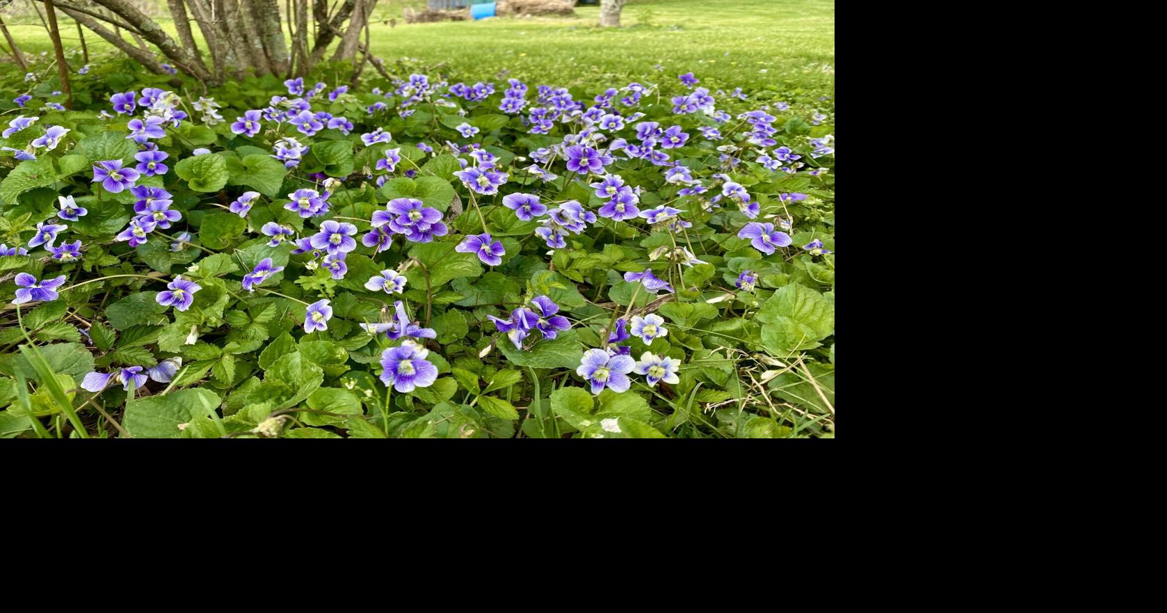 Spring violets | Opinion | themountainpress.com