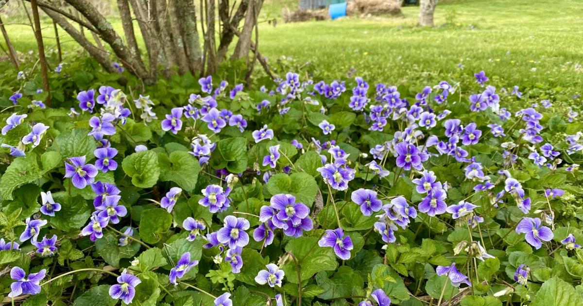 Free Spring Images Violets Spring violets | Opinion | themountainpress.com