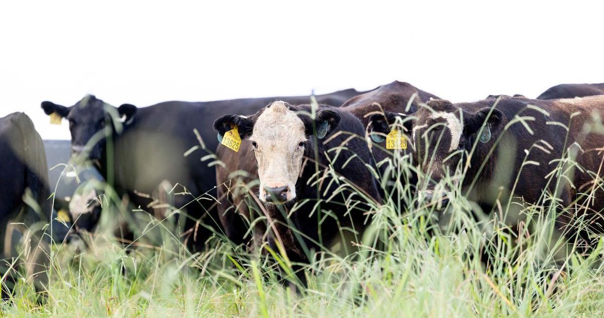 Northeast Tennessee Beef Expo, Oct. 16