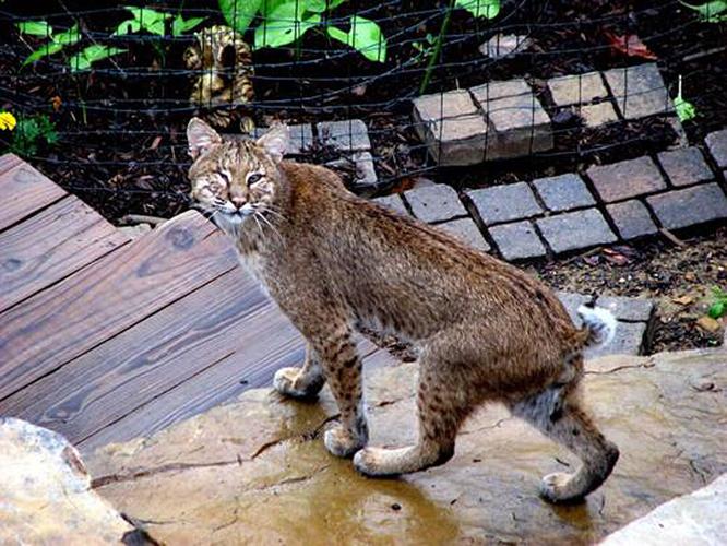 The mammals of Tennessee virtual program offered Nov. 17 Mountain Life