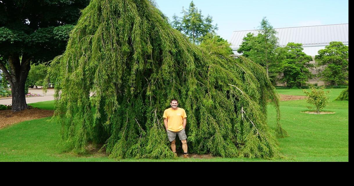 Don’t shed a tear for this weeper — UT Gardens’ February Plant of the Month