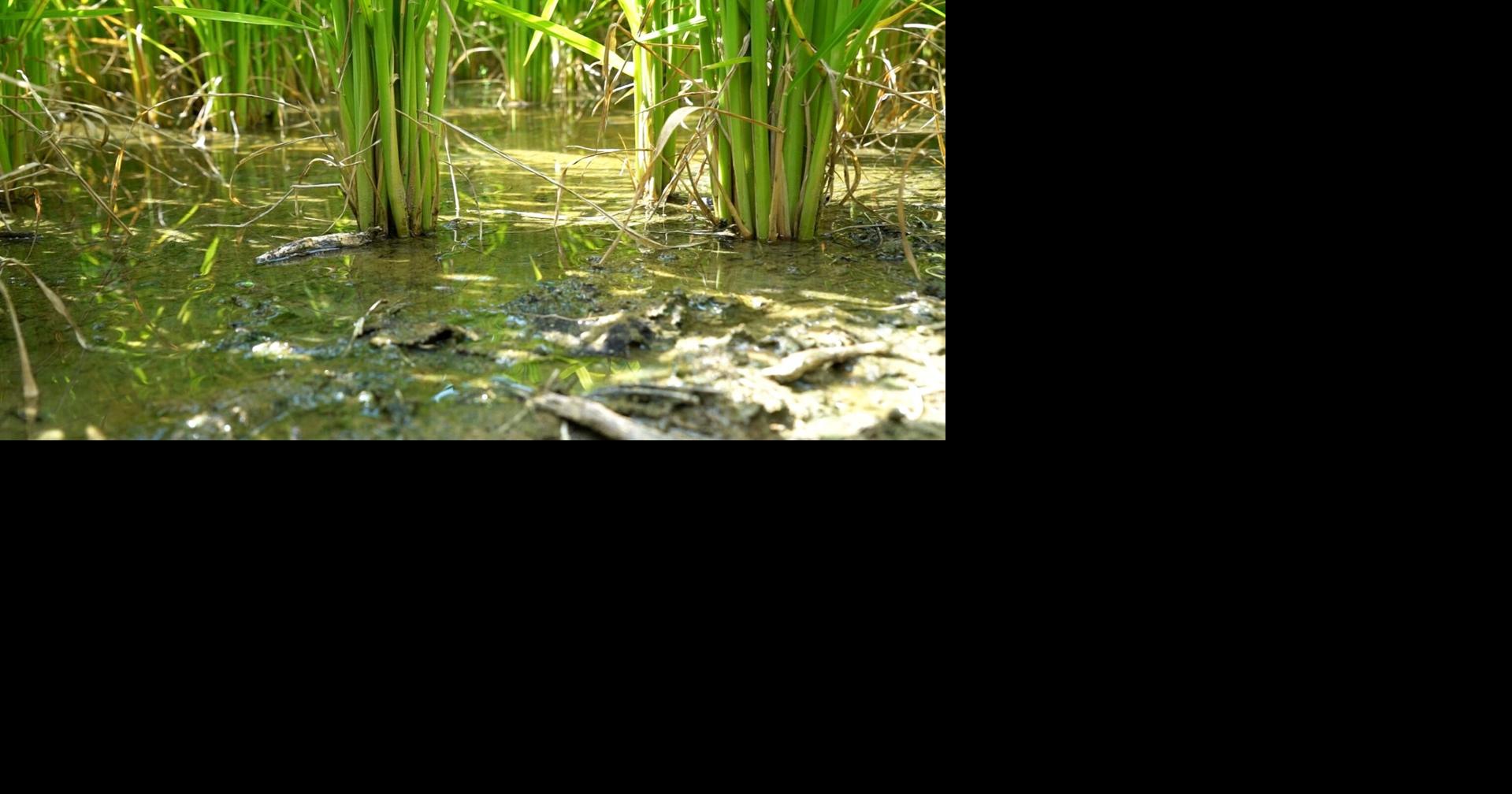Could rice production take root in Tennessee?