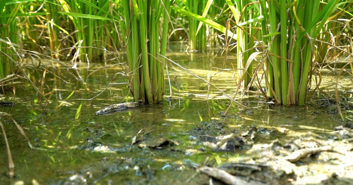 Could rice production take root in Tennessee?