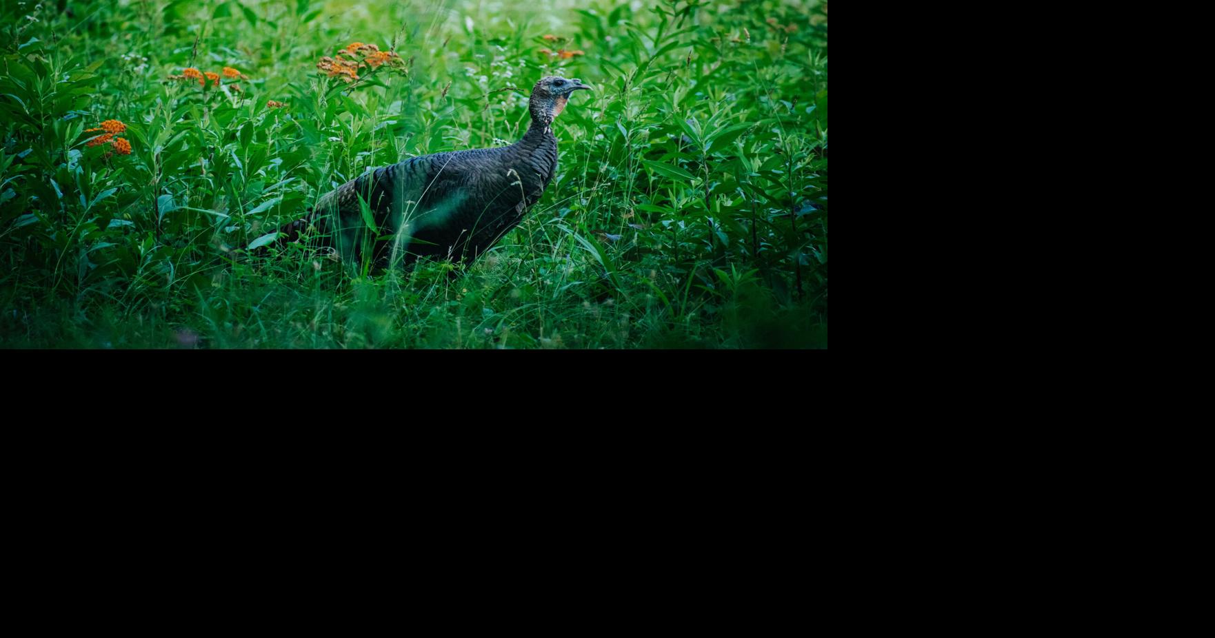Summer wild turkey survey underway