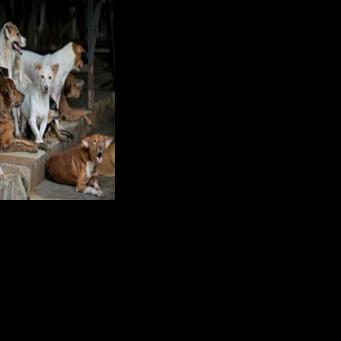 'God created it to be eaten': Jakarta's dog meat ban divides