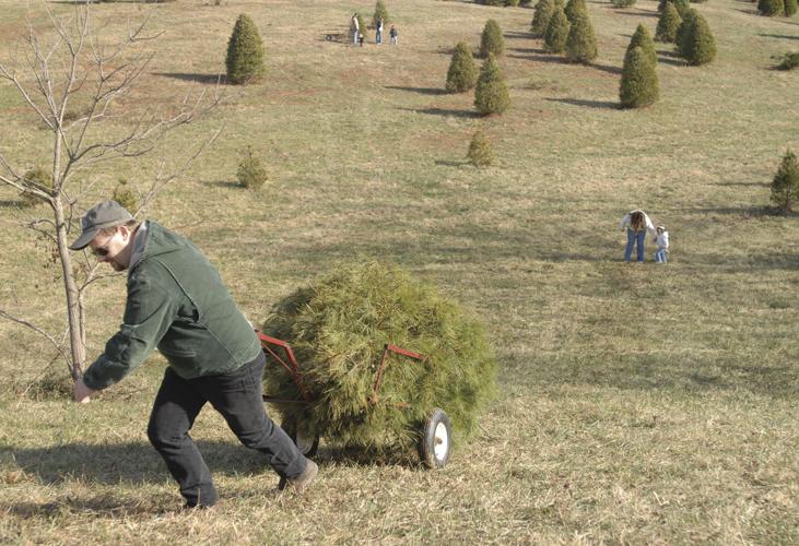The great Christmas tree hunt News